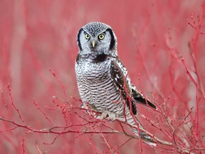 Bird, Red, Twigs, Northern hawk-owl