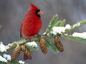 twig, cones, birdies, Northern Cardinal, Red