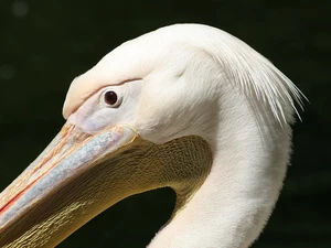 nose, pelican, Big