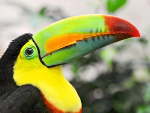 nose, Toucan, Bird