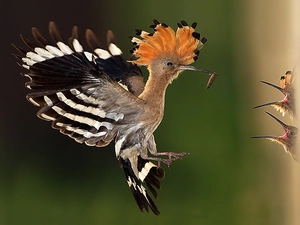 booby, worm, feeding, nose