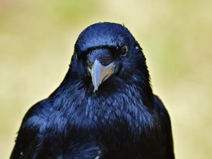 nose, Black, Crow