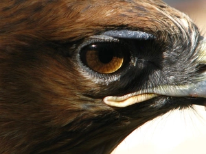nose, Eagle