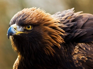 nose, eagle, feather