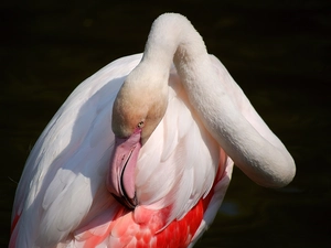 feather, Pink Flamingo, nose