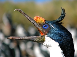 nose, cormorant, Head