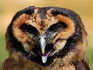 nose, owl, Head