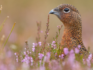 nose, heather, partridge, Head, Bird