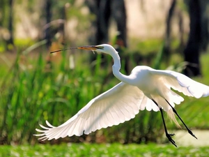 heron, stick, rushes, nose