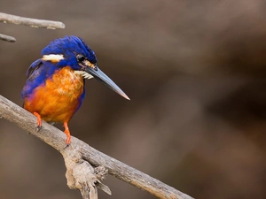 nose, kingfisher, long