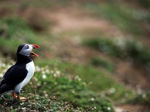 nose, Maskonur, open