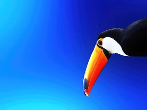 nose, Toucan, Orange