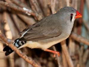 Red, nose, rib, Twigs, Bird