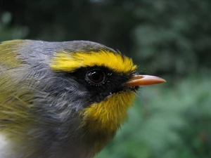 nose, Bird, Warbler