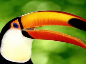 Orange, nose, white, Black, Toucan