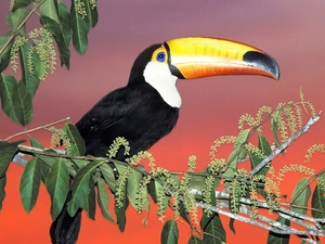 nose, Toucan, Yellow