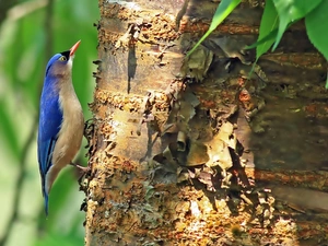 Bird, trees, Leaf, Nuthatch