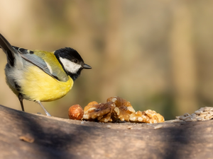 tit, nuts, trees, Great Tit