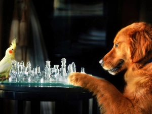 parrot, dog, chess, nymph