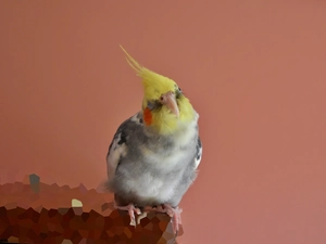 parrot, closed, eye, nymph