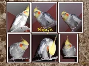 parrot, pictures, graphics, nymph