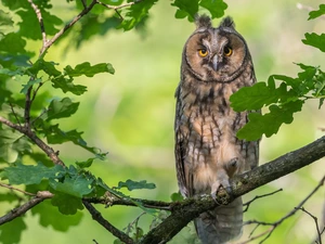 oak, branch pics, owl, Long-eared Owl, Bird, Leaf