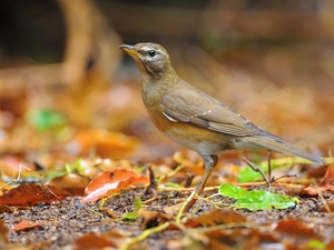 Olive Thrush, Leaf