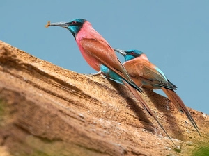 Scarlet-eater, Lod on the beach
