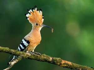 trees, booby, Lod on the beach
