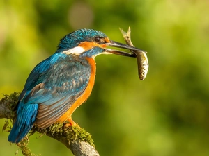 Bird, fish, Lod on the beach, kingfisher