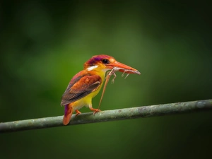 Bird, lizard, Lod on the beach, trophy