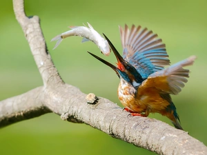 kingfisher, trophy, Lod on the beach, Fish