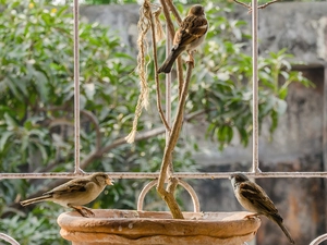 bowl, Three, Birds on the log
