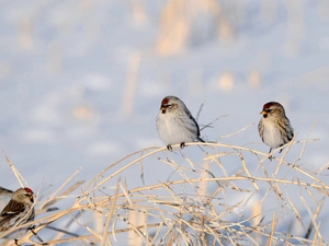 Birds on the log, redpolls