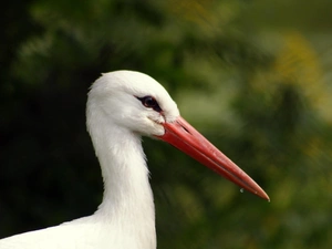background, stork, green ones