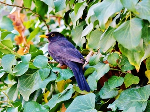 Leaf, Blackbird, green ones