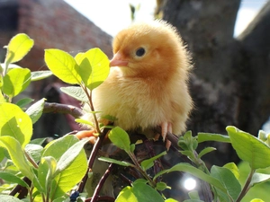 Twigs, chicken, green ones