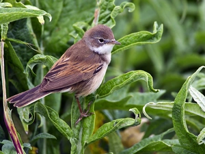 Twigs, warbler, green ones