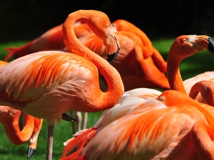 Orange, Flamingos