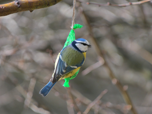Bird, tit, Tit Ordinary