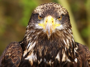 erne, nose, Eyes, ordinary