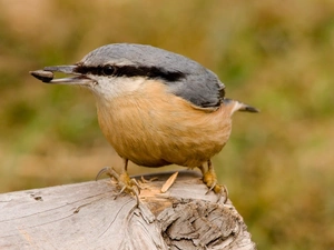 Kowalik, grain, spout, ordinary