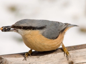 Kowalik, grains, spout, ordinary