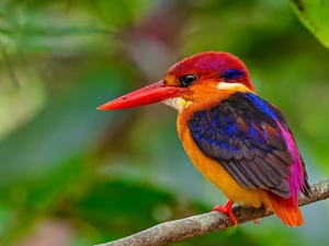 twig, Bird, Kingfisher Oriental