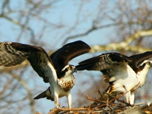 nest, Two cars, Ospreys