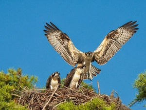 Ospreys, trees, nest