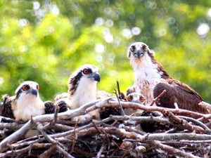 Ospreys, nest