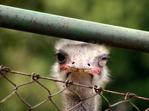ostrich, fence
