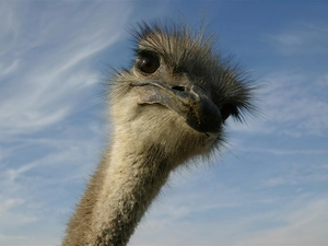 ostrich, rapprochement