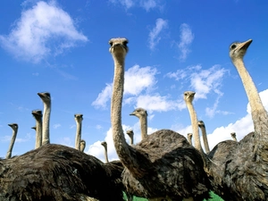ostrich